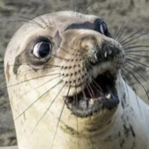 Вячеслав Игонченков