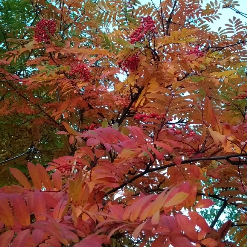 Маргарита ...