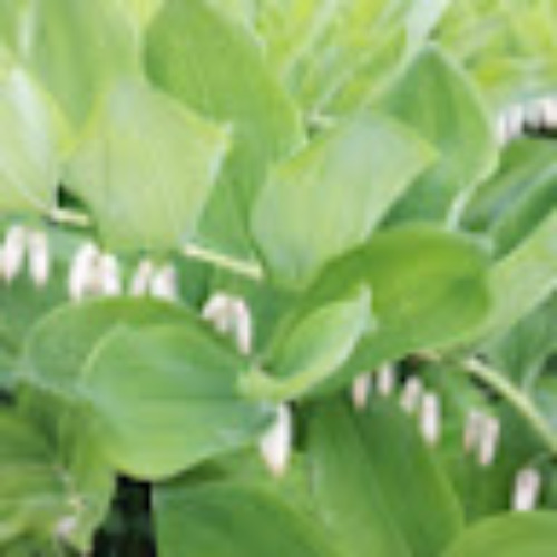 Надежда Сорочкина