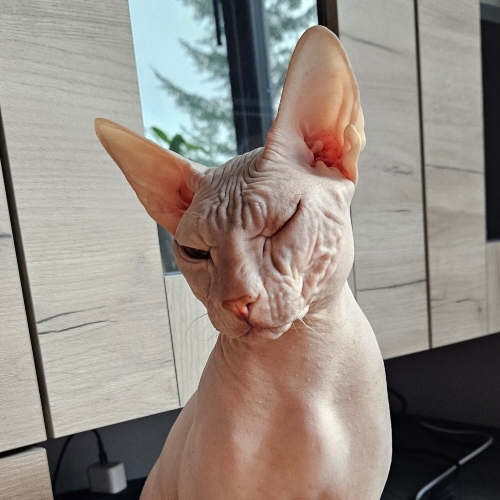 Виктория Кос