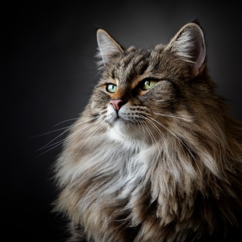 Данила Алексеев