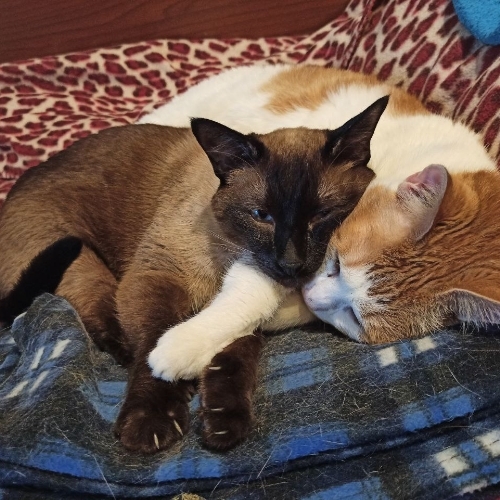 Вальхонская