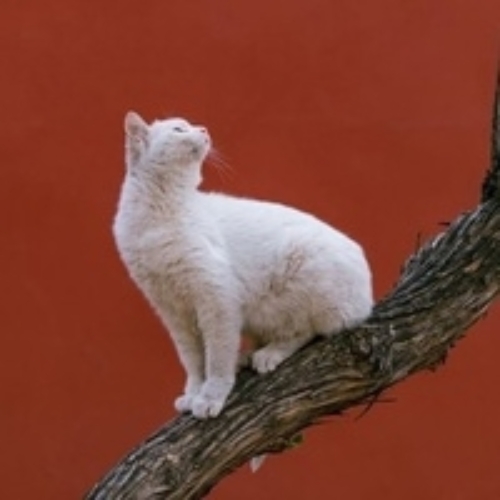 m.i.m.aa Мышлянова