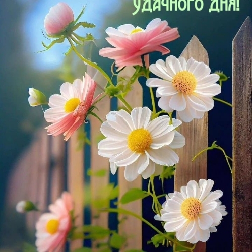 Альфа Мур