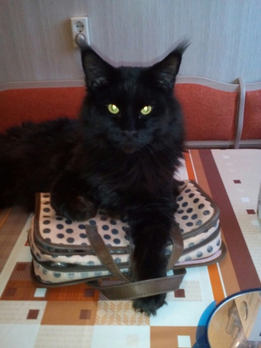 Читатель
