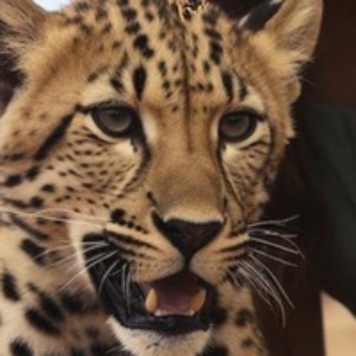 Ангелина Лаврецова