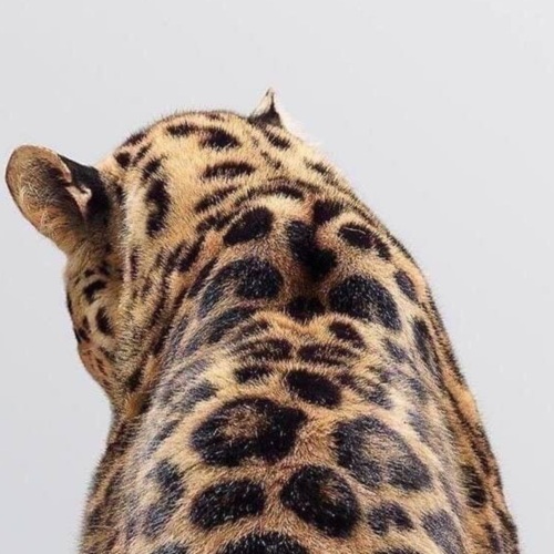 Лу Сел