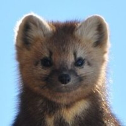 Антон Москвин