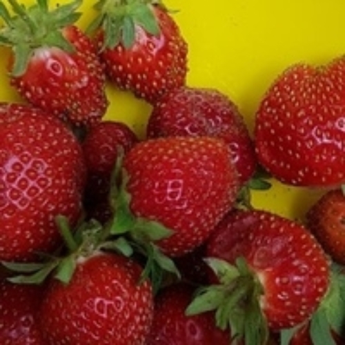 Марина Яровая