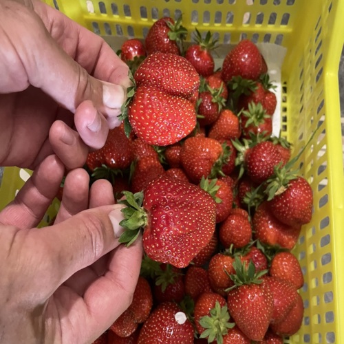 Ирина Долгополова