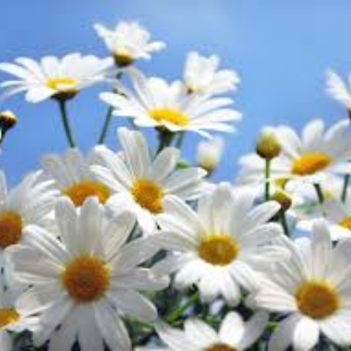 Ирина Аркадьевна