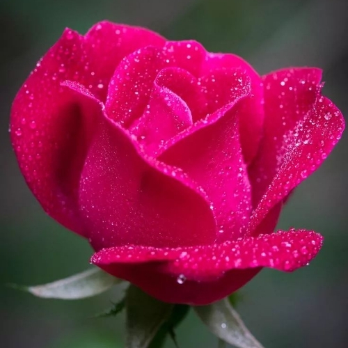 Татьяна Старостина