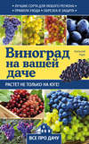 Виноград на вашей даче. Растет не только на юге!