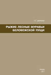 Рыжие лесные муравьи Беловежской пущи