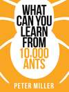 What You Can Learn From 10,000 Ants