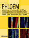 Phloem