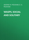 Wasps, Social and Solitary