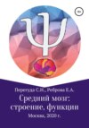 Средний мозг: строение и функции