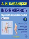 Нижняя конечность. Функциональная анатомия