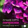 Гортензии. Лучшие сорта