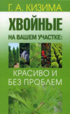 Хвойные на вашем участке: красиво и без проблем