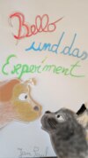 Bello und das Experiment