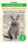 Britisch Kurzhaar Katze