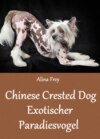 Chinese Crested Dog