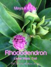 Rhododendron