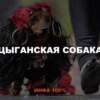 Цыганская собака