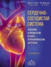 Сердечно-сосудистая система. Анатомия и физиология в покое и при физических нагрузках