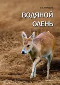 Водяной олень (Hydropotes inermis) - В. И. Приходько