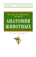 Анатомия животных - Вячеслав Иванович Боев