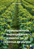 Промышленное выращивание жимолости: от саженца до рынка - Война Владимирович Владимир