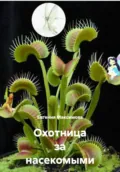 Охотница за насекомыми - Евгения Максимова