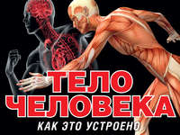 Тело человека