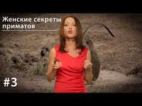 Евгения Тимонова. Женские секреты приматов