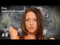 Евгения Тимонова. Лев: животное-мудак