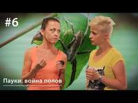 Евгения Тимонова. Пауки: война полов. Мужское коварство против женской корысти