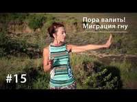 Евгения Тимонова. Пора валить из этой страны! Великая миграция гну