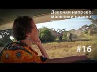 Евгения Тимонова. Девочки направо, мальчики налево: планирование семьи у африканских слонов