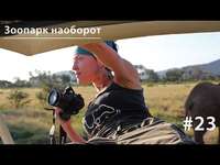 Евгения Тимонова. Нацпарки Африки: зоопарк наоборот