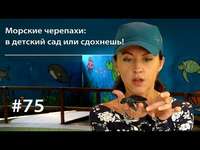 Евгения Тимонова. Морские черепахи: в детский сад или сдохнешь!