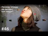 Евгения Тимонова. Почему птицы не летают как люди?