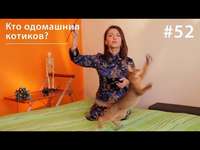 Евгения Тимонова. Кто одомашнил котиков?