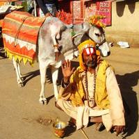 Дмитрий Гайдук. Про корову 