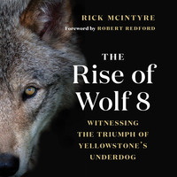Rick McIntyre. The Rise of Wolf 8 - Witnessing the Triumph of Yellowstone's Underdog - Alpha Wolves of Yellowstone: A Trilogy, Book 1 (Unabridged)