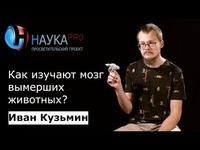 Палеонейробиология: как изучают мозг вымерших животных?