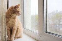 Редьярд Киплинг - "Кошка, которая гуляла сама по себе"