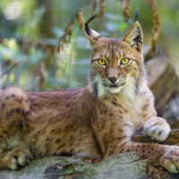 Арсений Кицис. Дикие новости